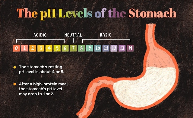 Dạ dày của người bình thường trong trạng thái nghỉ có pH khoảng 4 hoặc 5
